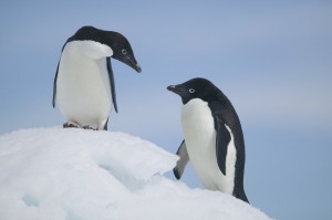 Winter penguins